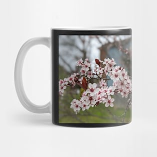 Cherry Blossoms 3 Mug